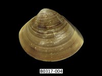 藏品(普通文蛤)的圖片